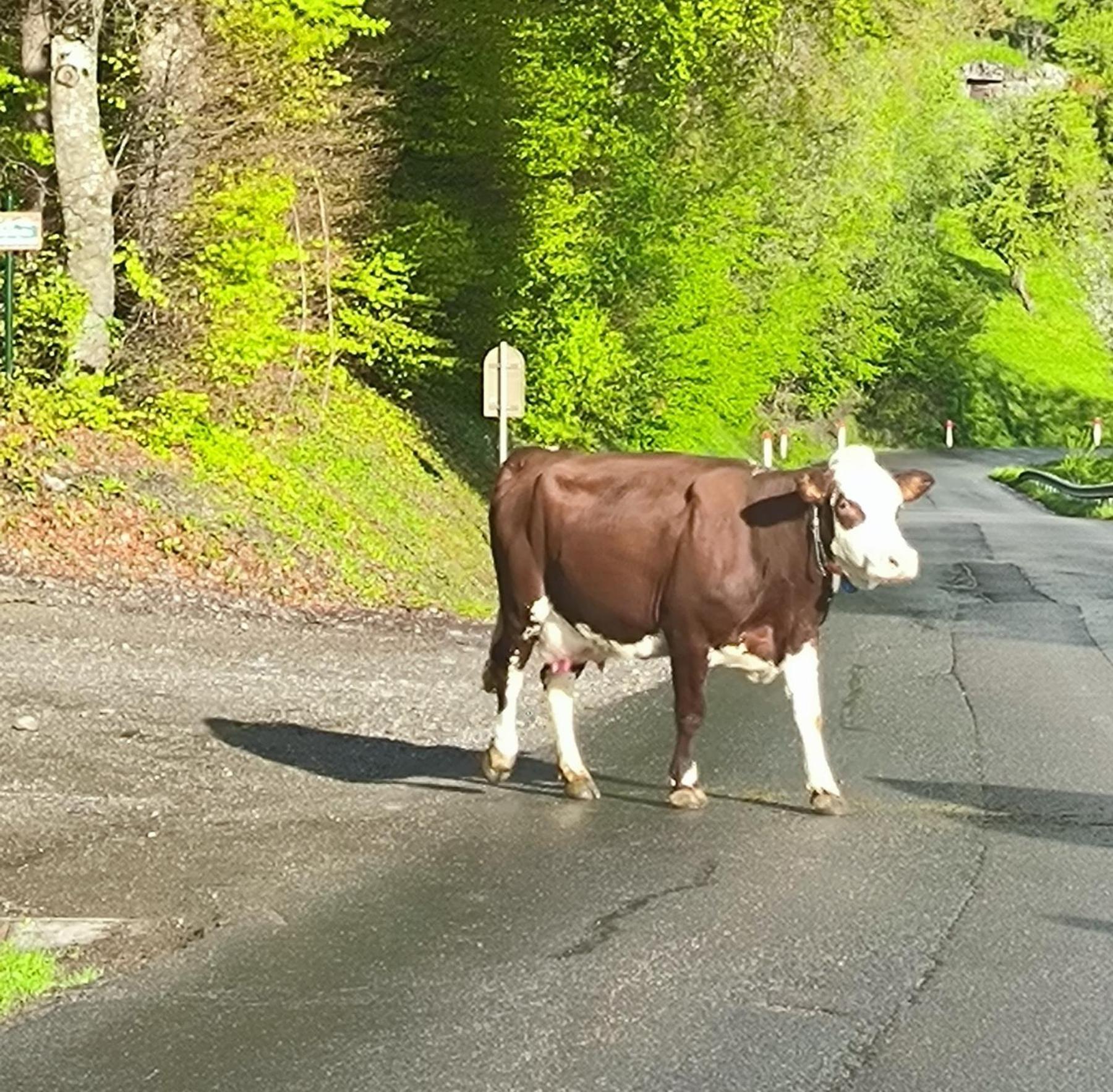 A Cordon Entre Bois Et Nature Buitenkant foto